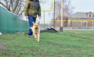 een groot rood hond buiten de stad, rennen naar een ontmoeting. hond op zoek Bij de camera foto