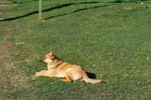 een groot rood en verdwaald hond leugens Aan de groen gras, opy ruimte foto