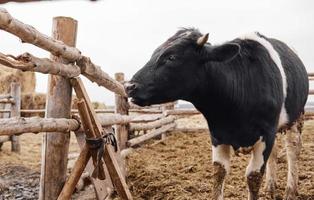 Holstein zuivel koe op zoek over- een houten hek foto