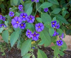 solanum rantonetii, solanum van blauw bloemen foto