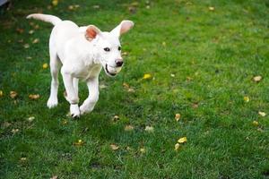 kort gecoat Britisch labrador retriever 4 maand oud foto