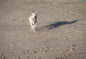 kort gecoat Britisch labrador retriever 4 maand oud foto