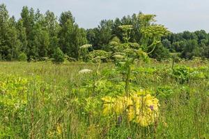 heracleum. bloemen en bladeren van een reusachtig fabriek in de veld. foto