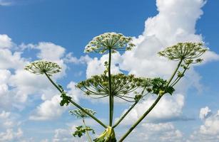 heracleum sosnowskyi Aan blauw lucht achtergrond, koe pastinaak bloeit. foto