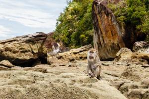 aap zit Aan rotsen Aan de eiland van Borneo Maleisië foto