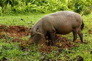 gebaard varken opgravingen de aarde Aan een groen gazon. foto