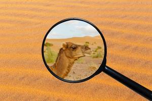 kameel hoofd, visie door een vergroten glas tegen de achtergrond van zand foto