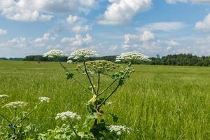 koe pastinaak bloei Aan een weide in zomer, van sosnowsky berenklauw, heracleum sosnowskyi foto