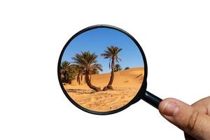 palm boom in Sahara woestijn, visie door een vergroten glas Aan een wit achtergrond, vergroten glas in hand- foto