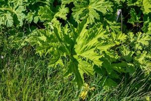 van sosnowsky berenklauw. heracleum dussnowskyi. groot groen bladeren van berenklauw Aan een zonnig dag. foto