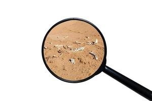 botten van een dier in de woestijn, visie door een vergroten glas, wit achtergrond foto