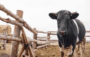 zwart en wit koe in de modder Aan de boerderij op zoek Bij de camera foto