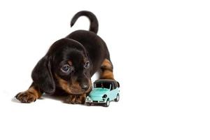 aanbiddelijk puppy hond teckel aan het liegen met auto speelgoed- geïsoleerd Aan wit achtergrond foto