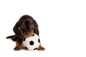 aanbiddelijk puppy hond teckel staand met Amerikaans voetbal speelgoed- bal geïsoleerd Aan wit achtergrond foto