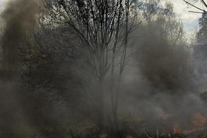 brand in Woud. rook en brand in natuur. brandend afval. foto