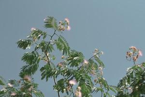 tropische boom tegen blauwe luchten foto