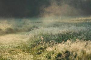 vroege ochtendscène foto