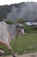 koe in de veld. Bali vee zijn vee afkomstig van Bali, Indonesië foto