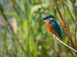 kingfish vogel zat op een tak foto