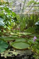 bristol, uk, 2020 - waterlelies in binnentuin foto