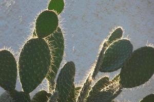 verlicht cactus typisch van warm gebieden met weinig water foto