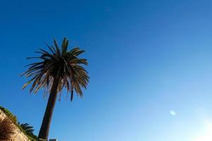 eenzaam tropisch palm boom onder een blauw lucht foto