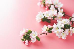 sakura bloeiend, voorjaar bloemen Aan een roze achtergrond met ruimte voor een groet bericht. de concept van voorjaar en moeder dag. mooi delicaat roze kers bloemen in lente