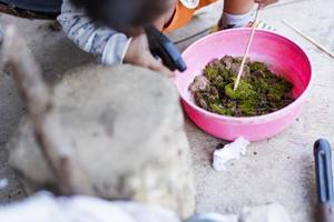 schattig weinig nieuwsgierig meisje aanraken groen mos in buitenshuis doos nieuwsgierig kinderjaren kinderen onderzoeken de wereld in de omgeving van hen. foto