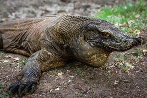 komodo draak is Aan de grond. interessant perspectief. de laag punt schieten. Indonesië. komodo nationaal park. foto