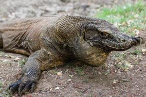 komodo draak is Aan de grond. interessant perspectief. de laag punt schieten. Indonesië. komodo nationaal park. foto