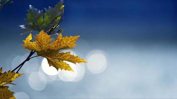 mooi natuurlijk herfst seizoen romantisch bruin droog bladeren foto