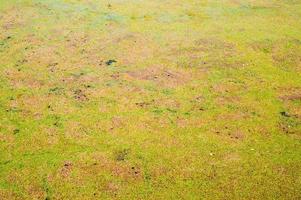 structuur van groen moeras vuil natuurlijk water met planten van riet bladeren. de achtergrond foto