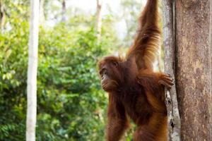 jonge orang-oetan. foto