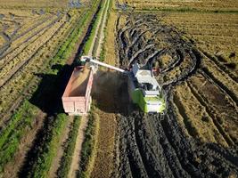 Lissabon, Portugal - november 5, 2022 antenne dar visie van rijst- oogstmachine lossen de rijst- graan op de vrachtwagen vrachtwagen. industrieel landbouw en landbouw. inheems rijst- van Portugal. foto