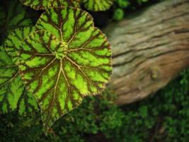 begonia planten leafe levendigheid natuur structuur foto