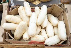 groente winkel. daikon Aan de balie. vitrine van groenten. foto