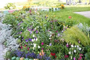 eigengemaakt bloembed met mooi cet en planten, Groenen en groen gras foto