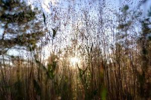 gras in de weide, in de licht van de instelling zon Aan een wazig achtergrond boom en blauw lucht, zomer avond. bodem visie. foto