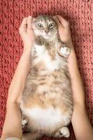 schattig dik kat aan het liegen Aan de tapijt in de armen van de eigenaar van de handen en angstig ziet eruit. foto