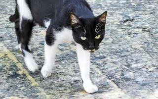 zwart wit verdwaald kat in plaats in puerto escondido Mexico. foto