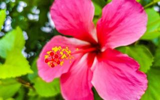 rood mooi hibiscus bloem struik boom fabriek in Mexico. foto