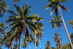 palmbomen en blauwe lucht. foto