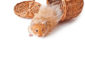 hamster in een mand geïsoleerd Aan een wit achtergrond foto