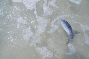 dode vissen in het water op het strand foto