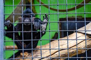 een detailopname schot van een aap in een kooi in een dierentuin