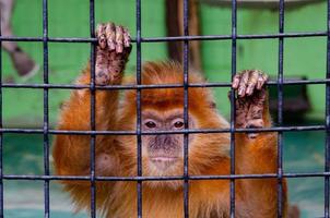 een detailopname schot van een aap in een kooi in een dierentuin
