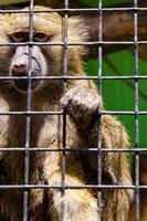 een detailopname schot van een aap in een kooi in een dierentuin foto