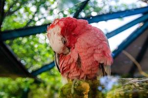 rood papegaai scharlaken ara, ara macao, vogel zittend Aan de vriend boom kofferbak, Panama. dieren in het wild tafereel van tropisch Woud. mooi papegaai Aan groen boom in natuur leefgebied. foto