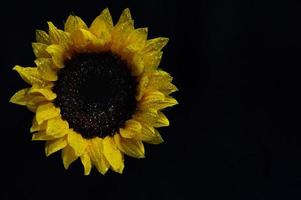 zonnebloem Aan donker achtergrond foto