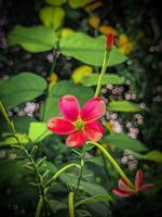 groen natuurlijk bloem behang downloaden foto